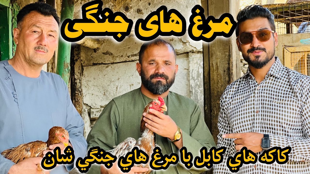 شوق/ قیمت باورنکردنی ۵لک مرغ جالب است Shogh/ the incredible price of 5 lakh chicken is interesting