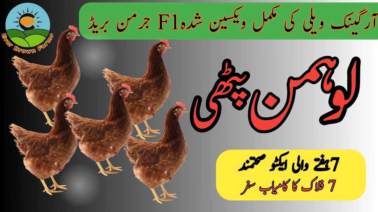 Lohmann brown hens in Pakistan | Lohmann black for sale | Lohman@everbrownfarms