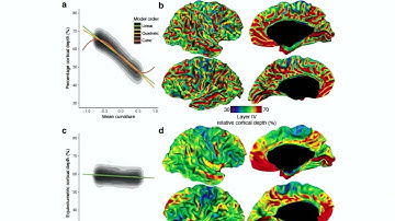 OHBM 2018 | Oral Session | Konrad Wagstyl | BigBrain: 1D convolutional neural networks for automat…