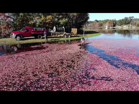 Vidéo: Visite de Cranberry Bogs dans le Massachusetts