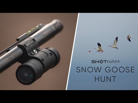 Snow Goose Hunt