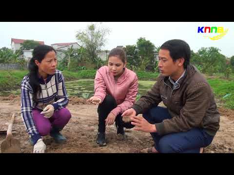 Hướng dẫn kỹ thuật trồng và chăm sóc cây chuối tây Thái lan | Foci