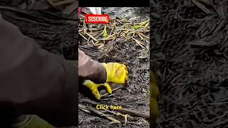 Catching fish in the rice paddy canals after the rice harvest. #part3