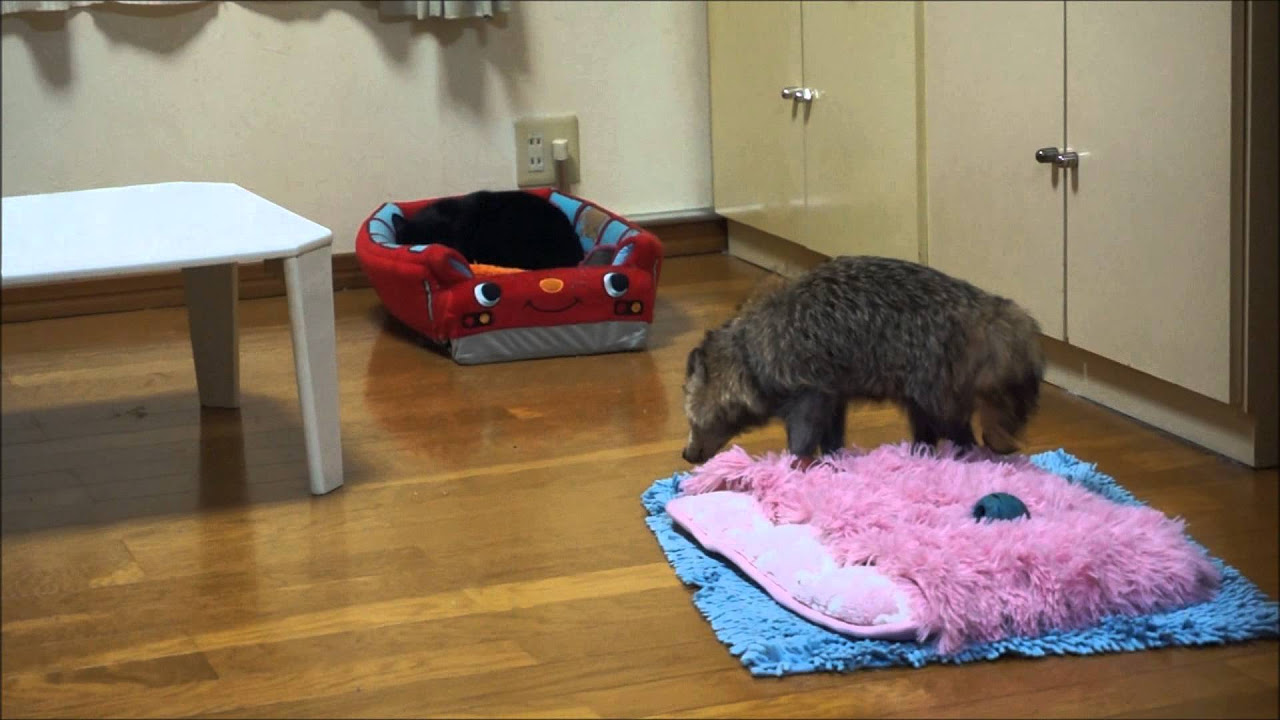 叫ぶたぬき、無視するネコ - YouTube