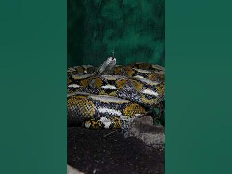 Going In With 20 Foot Python - YouTube