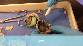 Cow Eye Dissection Profile