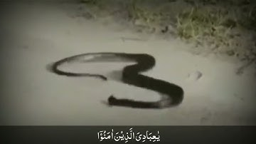 عبد الرحمن مسعد | تلاوة خاشعة من القرآن الكريم| كلّ نفسٍ ذائقةُ الموت | سورة العنكبوت
