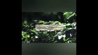 selamat jalan (lirik de java)