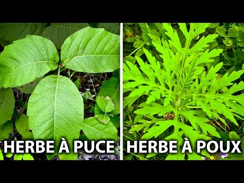 Vidéo: Différence Entre L'herbe Et Le Carex