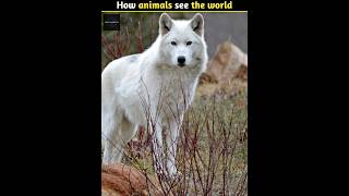 How Animals See the World 🤯 #shorts