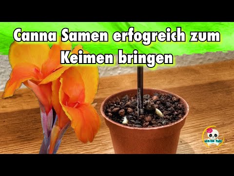 Video: Canna-Lilien: Tipps zum Pflanzen und Züchten von Cannas