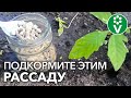 🆘 РАССАДА ЧАХНЕТ?! ПОДКОРМИТЕ ЕЕ ЭТИМ СРЕДСТВОМ для лучшей холодостойкости и приживаемости