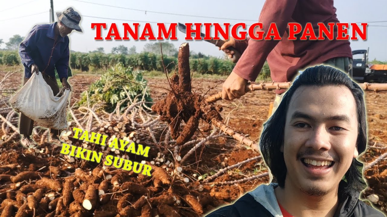CARA BUDIDAYA SINGKONG DARI TANAM HINGGA PANEN 