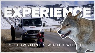 Experience Yellowstone's Winter Wildlife by Natural Habitat Adventures 2,699 views 9 months ago 1 minute, 37 seconds