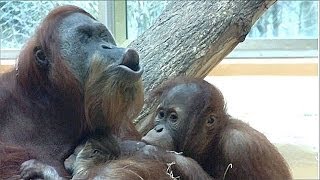 Baby Orangutan Tierpark Hellabrunn