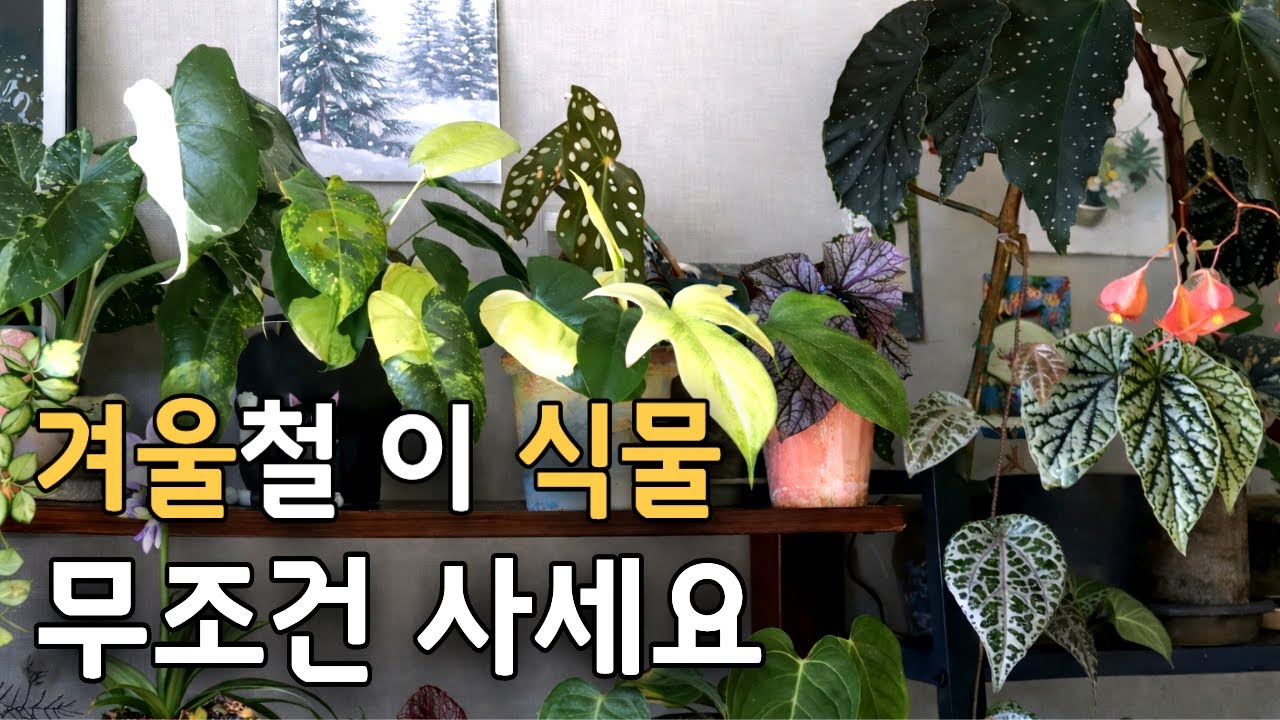 겨울철 실내 식물 관리 실내에서 키우기 좋은 식물 TOP 5