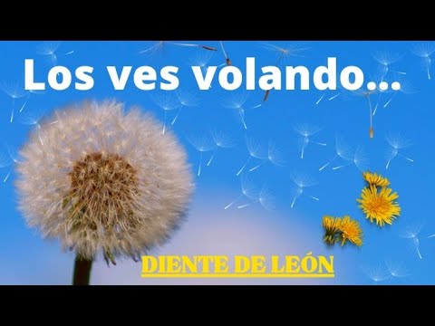 ✨Significado espiritual de la flor DIENTE DE LEÓN Diente de león: Significado espiritual revelado