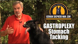How to stop your dog's stomach from FLIPPING