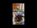 ブラッシングが好きな猫と嫌いな猫 #Shorts