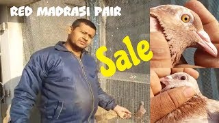 Debabrata Da Red Lal কল Dana Madrasi Kabootar In Kolkata Sale By Raza Photography & Technical