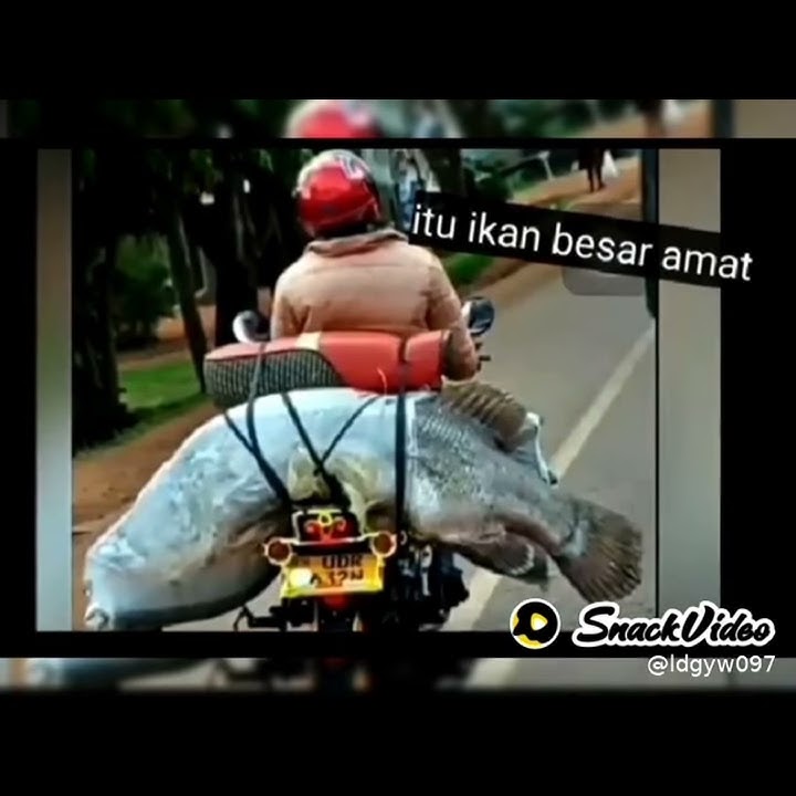 Snack video status wa lucu terbaru