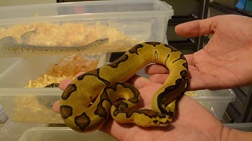 Starting Ball python Collection