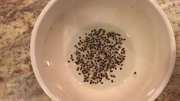 How long does it take for a kiwi plant to produce fruit?