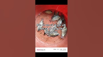 Báo 11 em cá Rô Phi ở mương ruộng và 1 em cá Rô Đồng ở Kênh nước nha mọi người😁