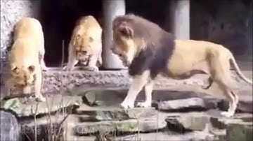 Lucky Escape of Duck From Lion funny video must see ***