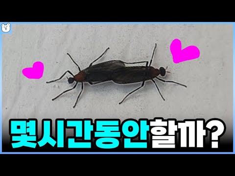 러브버그는 몇 시간 동안 할까? ㄹㅇ 짝짓기에 목숨 건 동물들