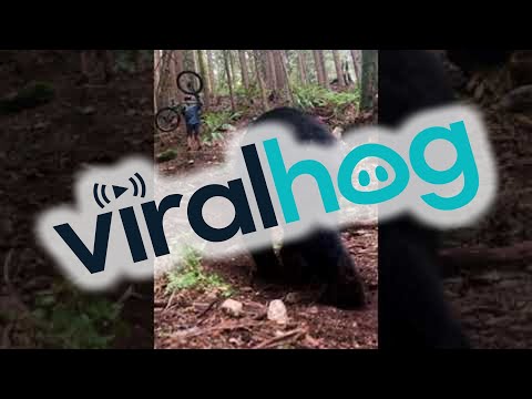 Mountain Bike Rider’s Scary Bear Encounter || ViralHog