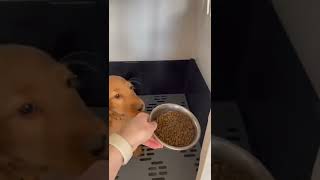 Puppy Socialisation Training - Crate Training | English Cocker Spaniel Puppy Training