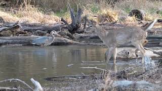 Great Blue Heron & Deer