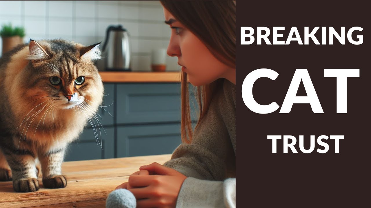 5 Things that will BREAK your cats trust YouTube