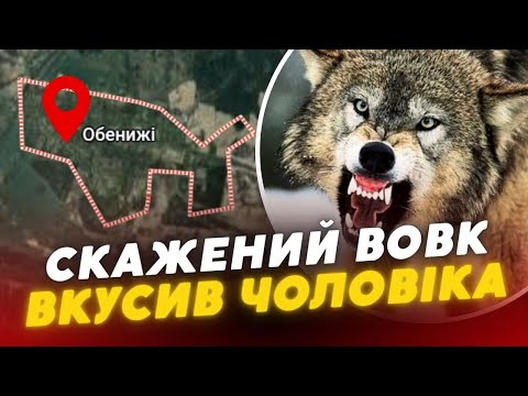 Вовк кинувся на вила на Волині хижак із СКАЗОМ покусав чоловіка