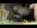 Watch an adorable one-month-old rhino calf greet his adoring public