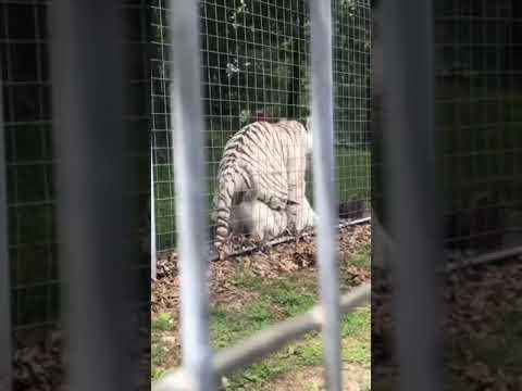 Tigers mating at the National Tiger Sanctuary