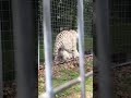 Tigers mating at the National Tiger Sanctuary