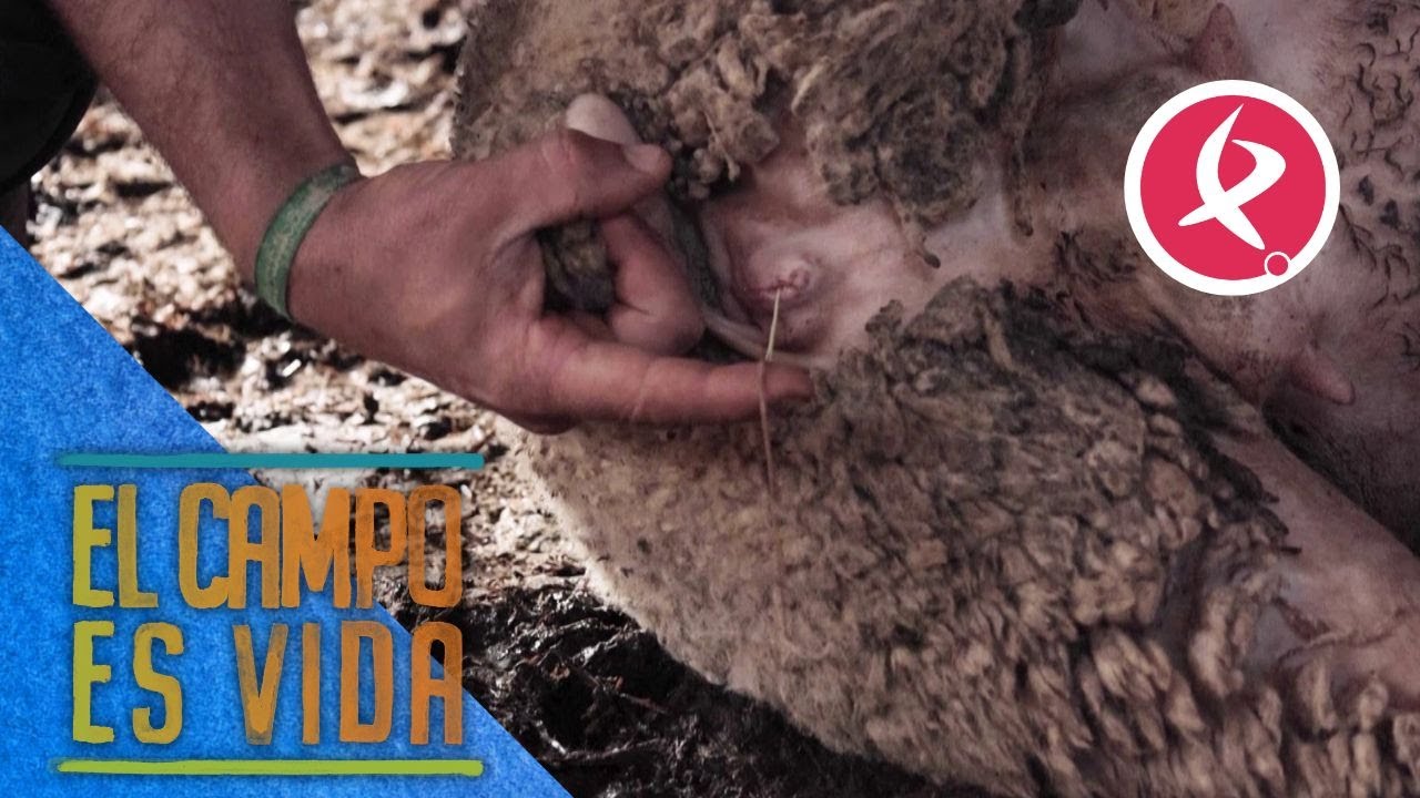 ¿Para qué sirven las esponjas de las ovejas? | El campo es vida