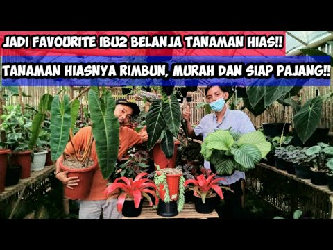 Video: Tanaman Hias Mana Yang Tidak Membutuhkan Perawatan Cermat