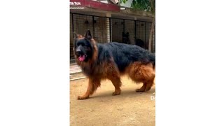 Atosh(FCI) Boy Import From Poland #germanshepherd #doglover screenshot 5