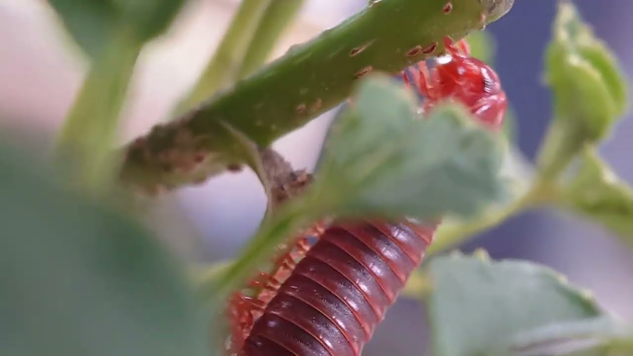 AMAZING MACRO SHOTS of Millipedes You've Never Seen Before!