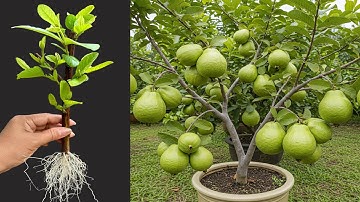 How To Propagate Guava Trees From Cutting Faster With Aloe Vera And Coca Cola,growing guava trees