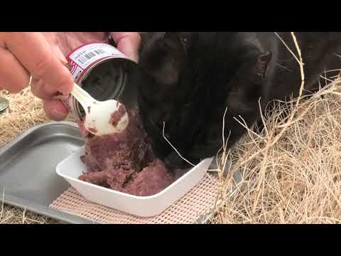 林崎散歩道地域猫ブラウン2026 3 2a