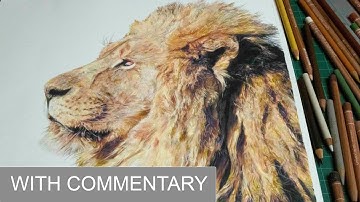 Drawing A Realistic Lion - Timelapse (100 hours) with Process Commentary