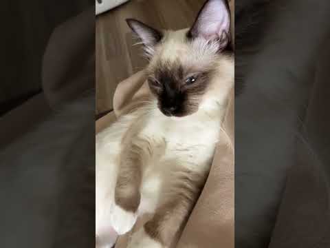 眠過ぎて目が閉じそうなラグドールの子猫のとこちゃん #ragdoll #shorts #ラグドール #ショート