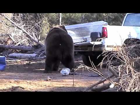 Bear Attacks Truck!
