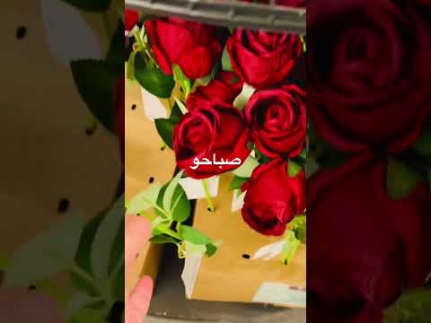 صباح الورد يا وردات قناتي يوم ممتع انشاء الله