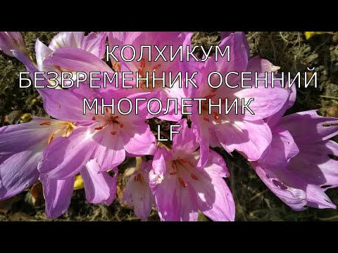 Видео: Многолетники/Безвременник осенний/Колхикум/