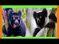 Indri : Amazing video you have seen so far | indri attack